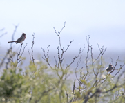 Pyrrhuloxia 5108
